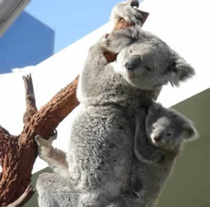 Koalas photo credit J.Johnson